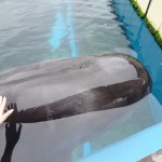 【八景島で夢体験６】コビレゴンドウクジラのシズカちゃん