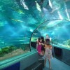 【グアム 11】100mの水中トンネル：アンダーウォーターワールド水族館