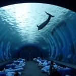 【八景島で夢体験３】水族館で目覚めた朝