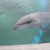 【八景島で夢体験５】イルカにタッチ！