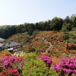 つつじの迷宮 塩船観音