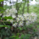 【ひとり上高地２】春爛漫、上高地