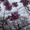 【京都小紀行 ひとり旅３】鴨川沿いの桜