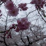 【京都小紀行 ひとり旅３】鴨川沿いの桜