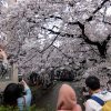 【京都小紀行 ひとり旅１】桜の京都、ひとり旅