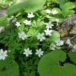 【上高地温泉５】上高地の春の花たち