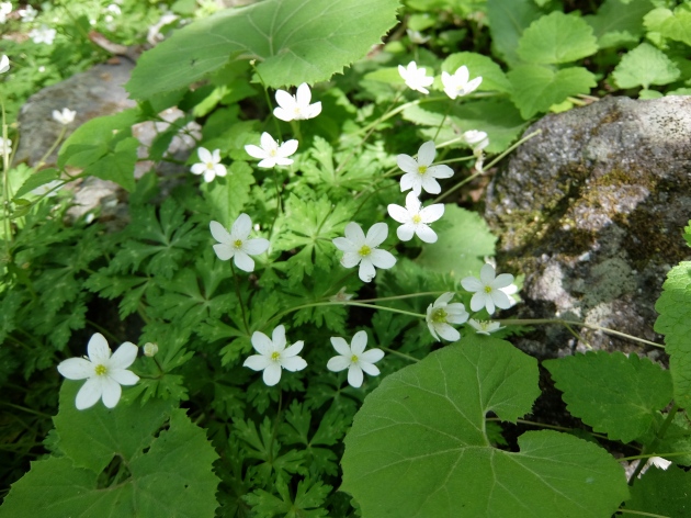 上高地温泉５ 上高地の春の花たち