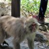 【上高地温泉７】お猿さんとお散歩