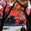 晩秋の、御岳渓谷の紅葉