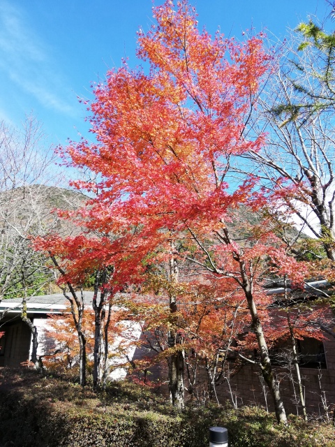 箱根の美味しい秋５ 最終回 芦ノ湖遠景と ビオーレのランチ