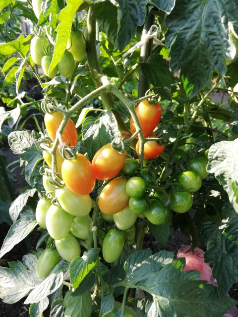 サントリー本気野菜 ボンリッシュ トマト