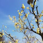 吉野梅郷の若い梅と、鹿野大仏