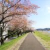 多摩川、睦橋付近の桜