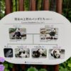 ２年半振りの再会は、上野動物園のパンダ
