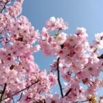 桜はまだでした